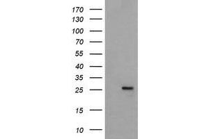 Image no. 4 for anti-Mitochondrial Ribosomal Protein S34 (MRPS34) antibody (ABIN1499566)