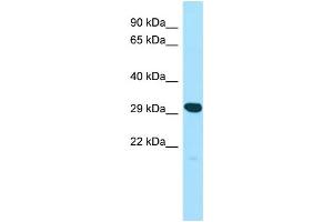 anti-Yip1 Interacting Factor Homolog A (YIF1A) (N-Term) antibody