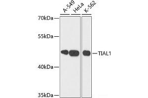 Western blot analysis of extracts of various cell lines using TIAL1 Polyclonal Antibody at dilution of 1:3000.