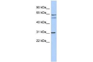 Image no. 1 for anti-Sialic Acid Binding Ig-Like Lectin 10 (SIGLEC10) (Middle Region) antibody (ABIN634727)