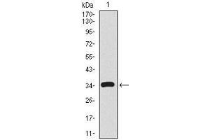 Image no. 4 for anti-CD59 (CD59) (AA 31-111) antibody (ABIN1098134)