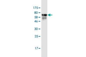 BNIP2 antibody  (AA 1-314)