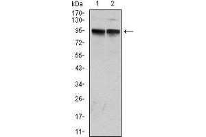 Image no. 4 for anti-Potassium Voltage-Gated Channel, KQT-Like Subfamily, Member 1 (KCNQ1) antibody (ABIN969227)