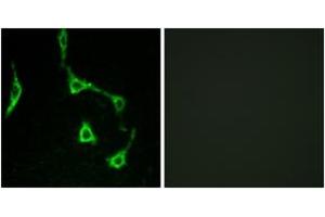 Image no. 1 for anti-Cadherin 10, Type 2 (T2-Cadherin) (CDH10) (AA 201-250) antibody (ABIN1534281)