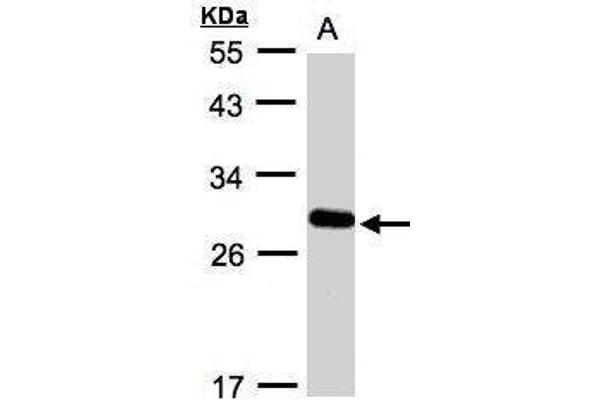 anti-Yip1 Domain Family, Member 4 (YIPF4) antibody