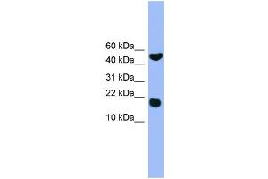 Image no. 1 for anti-RWD Domain Containing 1 (RWDD1) (Middle Region) antibody (ABIN2787978)