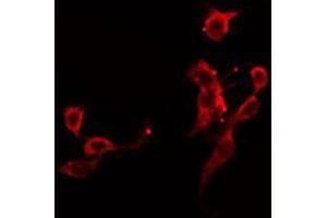 Image no. 2 for anti-Glypican 5 (GPC5) antibody (ABIN6257249)