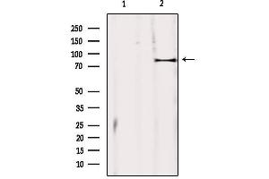 anti-Zinc Finger and BTB Domain Containing 17 (ZBTB17) (Internal Region) antibody