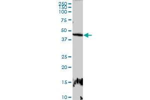 Image no. 1 for anti-E2F Transcription Factor 2 (E2F2) (AA 1-437) antibody (ABIN515125)