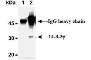 Image no. 1 for anti-14-3-3 gamma (YWHAG1) (AA 1-12), (N-Term) antibody (ABIN1449274)