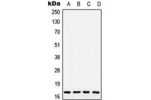 Image no. 1 for anti-Cytochrome C Oxidase Subunit Va (COX5A) (Center) antibody (ABIN2705930)