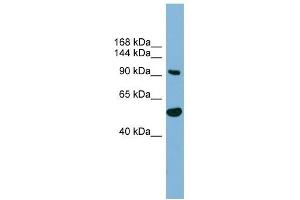 Image no. 1 for anti-MAP7 Domain Containing 1 (MAP7D1) (N-Term) antibody (ABIN632935)
