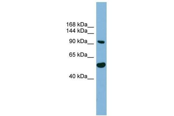 MAP7D1 antibody  (N-Term)