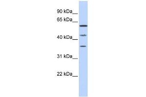 Image no. 1 for anti-PHD Finger Protein 23 (PHF23) (N-Term) antibody (ABIN928530)
