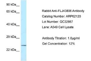 Image no. 1 for anti-Kazrin (KAZ) (C-Term) antibody (ABIN2774334)
