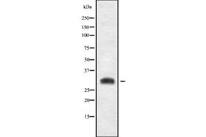 Image no. 1 for anti-Ribosomal Protein S3A (RPS3A) (C-Term) antibody (ABIN6264856)