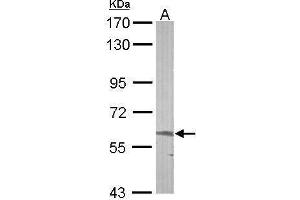 WB Image Sample (50 ug of whole cell lysate) A: mouse liver 7.