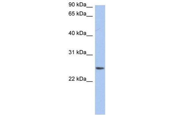 NRSN2 antibody  (Middle Region)