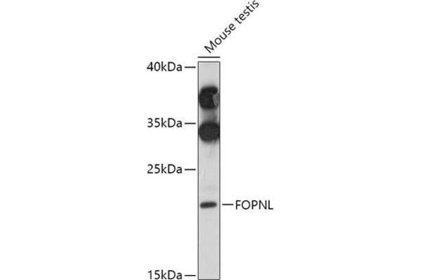 FOPNL 抗体  (AA 20-100)