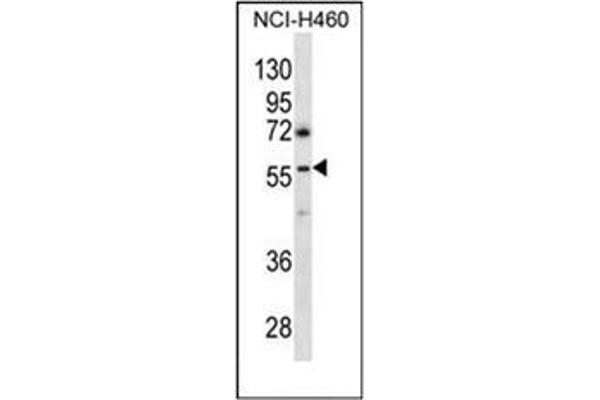 GBRR3 Antikörper  (N-Term)