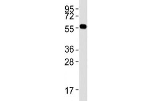 PRMT3 antibody  (AA 142-173)