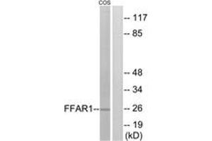 anti-Free Fatty Acid Receptor 1 (FFAR1) (AA 185-234) antibody