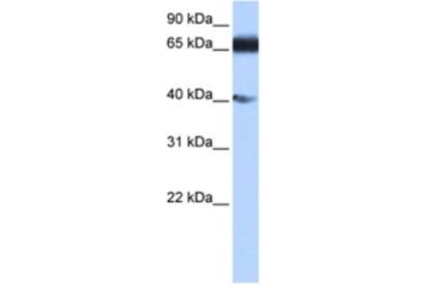 anti-Zinc Finger Protein 879 (ZNF879) antibody