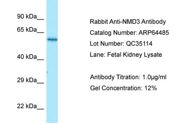 anti-60S Ribosomal Export Protein NMD3 (NMD3) (C-Term) antibody