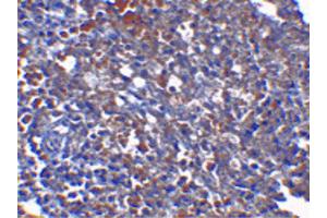 Image no. 1 for anti-ORAI Calcium Release-Activated Calcium Modulator 1 (ORAI1) (C-Term) antibody (ABIN6656769)