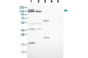 Image no. 2 for anti-Solute Carrier Family 38, Member 10 (SLC38A10) antibody (ABIN5588195)
