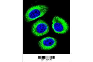 Image no. 1 for anti-Low Density Lipoprotein Receptor-Related Protein 12 (LRP12) (AA 635-662), (C-Term) antibody (ABIN5534472)