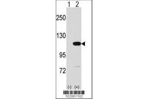 Image no. 3 for anti-Major Vault Protein (MVP) (AA 863-893), (C-Term) antibody (ABIN390156)