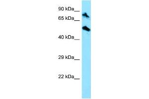 Image no. 1 for anti-Topoisomerase (DNA) I, Mitochondrial (TOP1MT) (C-Term) antibody (ABIN2774452)