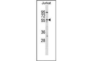 Image no. 1 for anti-Hypocretin (Orexin) Receptor 2 (HCRTR2) (AA 274-304), (Middle Region) antibody (ABIN953937)