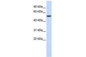 Image no. 1 for anti-Forkhead Box D4 (FOXD4) (AA 61-110) antibody (ABIN6744480)