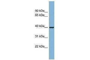 Image no. 1 for anti-ELMO/CED-12 Domain Containing 2 (ELMOD2) (N-Term) antibody (ABIN634597)