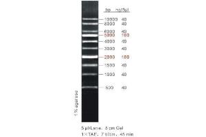 Agarose Gel Electrophoresis (AGE) image for 1Kb DNA Ladder (ABIN1540472)