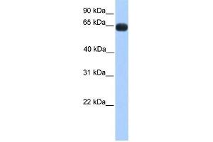 Image no. 1 for anti-Zinc Finger Protein 100 (ZNF100) (N-Term) antibody (ABIN927610)