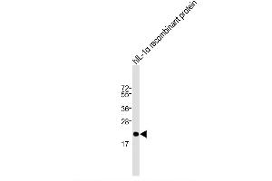 Image no. 4 for anti-Interleukin 1 alpha (IL1A) (AA 177-206) antibody (ABIN652257)