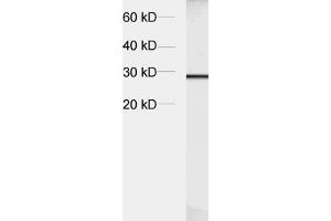 Image no. 3 for anti-Synaptogyrin 1 (SYNGR1) (AA 220-234) antibody (ABIN1742189)