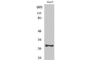 Image no. 1 for anti-Prostate Stem Cell Antigen (PSCA) (Internal Region) antibody (ABIN3186575)