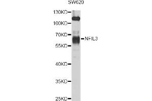 Image no. 3 for anti-Nuclear Factor, Interleukin 3 Regulated (NFIL3) antibody (ABIN4904521)