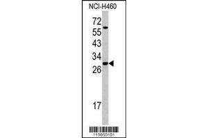 Image no. 1 for anti-serine/arginine-Rich Splicing Factor 5 (SRSF5) (AA 70-97) antibody (ABIN390554)