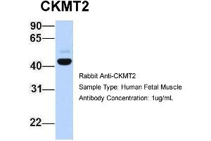 Image no. 1 for anti-Creatine Kinase, Mitochondrial 2 (Sarcomeric) (CKMT2) (C-Term) antibody (ABIN2776840)