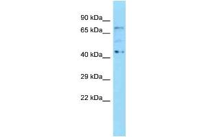 Image no. 1 for anti-Kelch Repeat and BTB (POZ) Domain Containing 5 (KBTBD5) (N-Term) antibody (ABIN2778500)