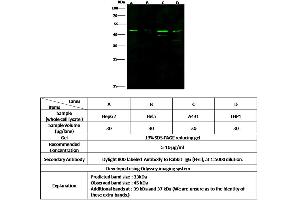 Image no. 1 for anti-Kazal-Type Serine Peptidase Inhibitor Domain 1 (Kazald1) (Center) antibody (ABIN6924047)