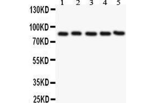 CD31 anticorps  (AA 28-382)