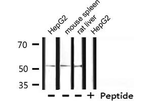 Image no. 3 for anti-POU domain, class 2, transcription factor 2 (POU2F2) antibody (ABIN6263800)