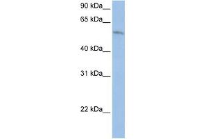 Image no. 1 for anti-Family with Sequence Similarity 20, Member C (FAM20C) (Middle Region) antibody (ABIN2783771)