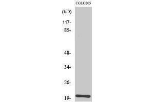 Image no. 1 for anti-Trafficking Protein Particle Complex 3 (TRAPPC3) (C-Term) antibody (ABIN3183514)